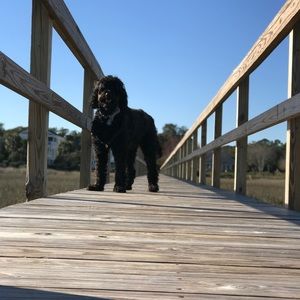 Meet your Posher, Sydney